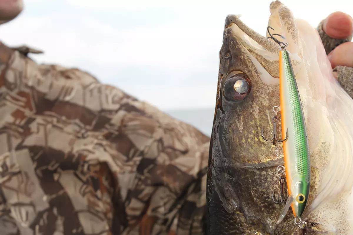 An angler holds up a walleye with a jerkbait hooked in its mouth. 