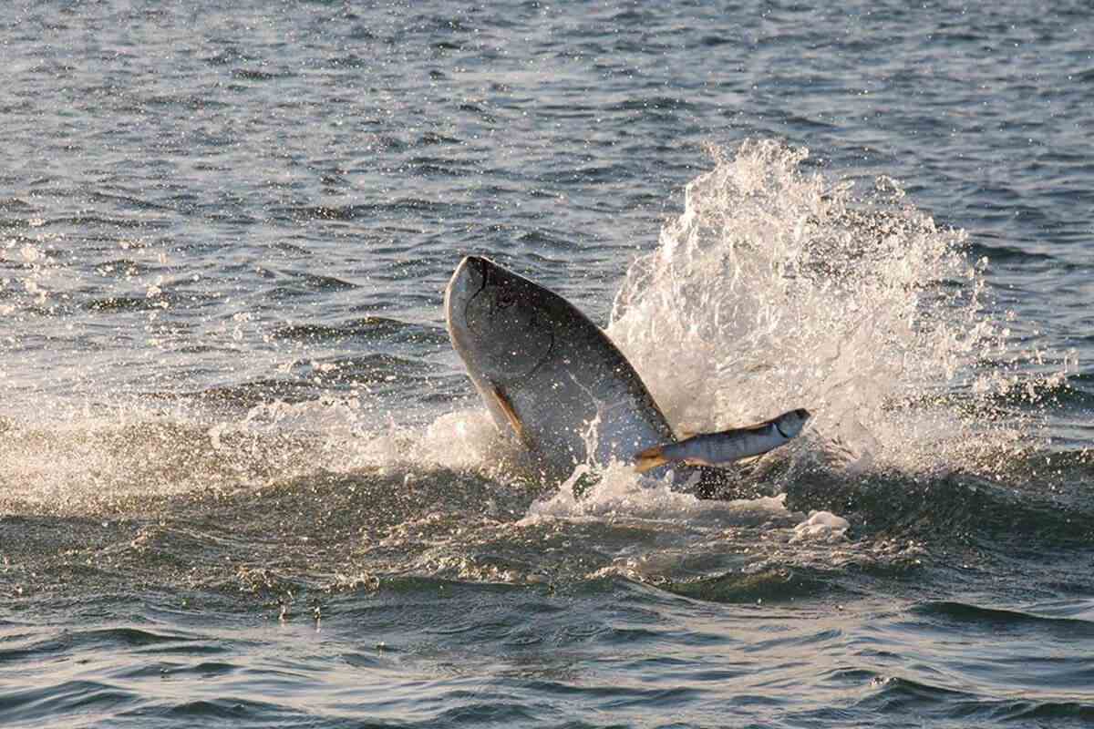 TARPON Live Cut Bait Fishing Knocker Rigs Mustad Circle Hook 50 LB
