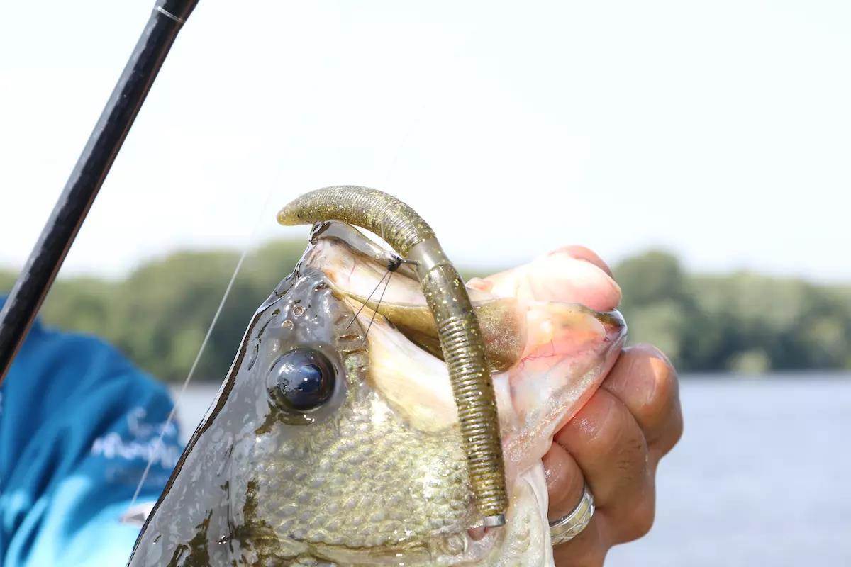 bait n hook fishing tackle hunting outdoors camping Livingston Lures WALK POP 77 Uncle Josh Bait Company Natural Trout Rig eliminates the struggle to get your trout rig set up Uncle Josh Natura Tie 'N