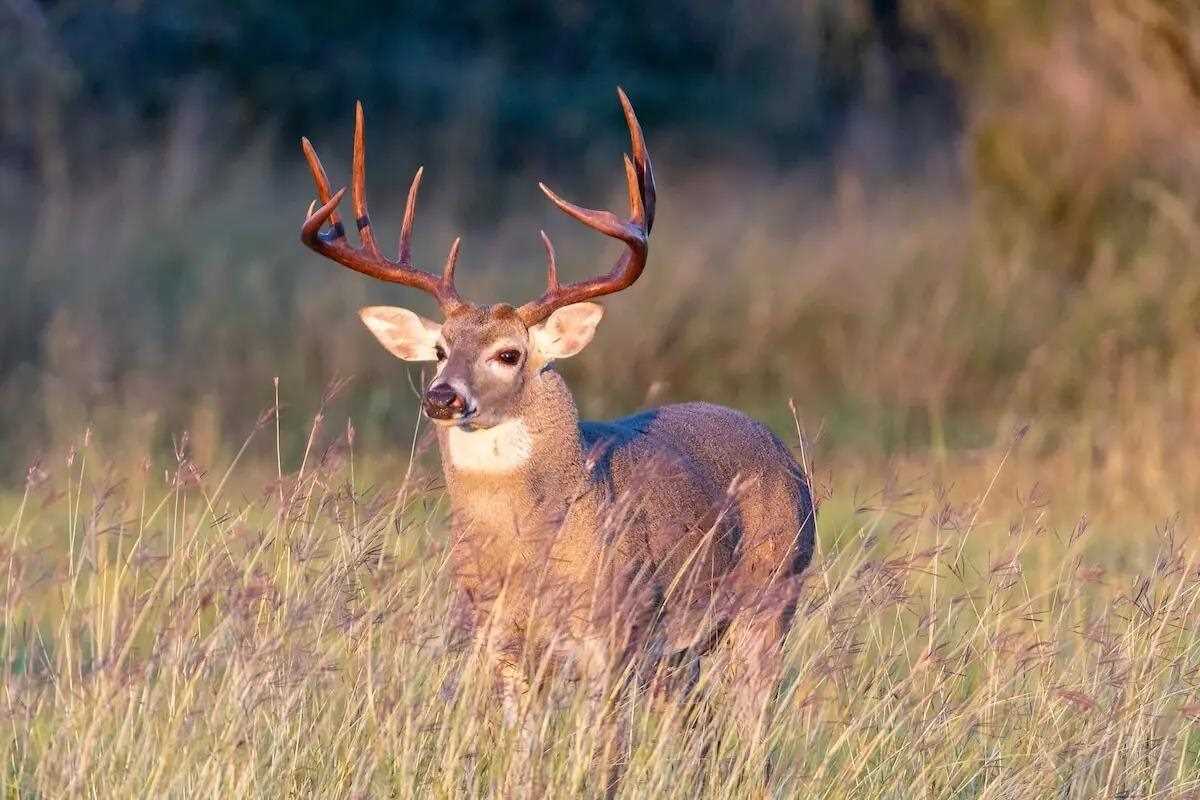 Best Days to Hunt the Deer Rut in Each Region - Game & Fish