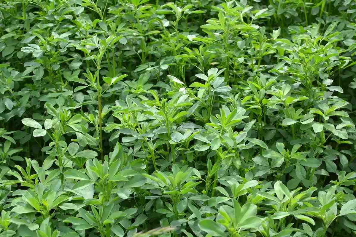 When To Plant Alfalfa For Deer