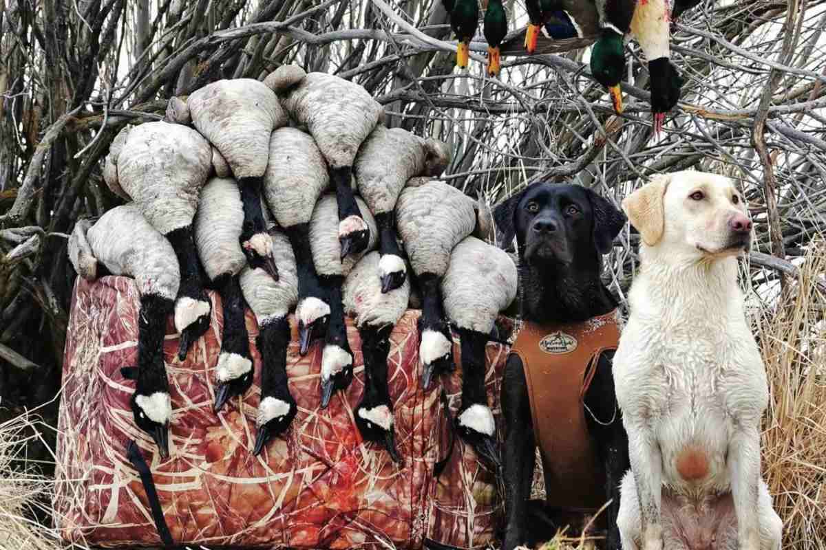 Best Shot Shells For Geese