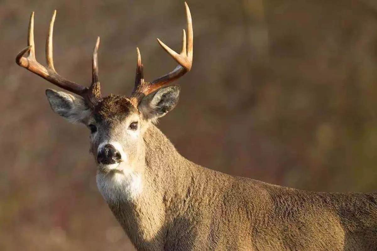 Best of 2023: 10 Popular Stories About Whitetail Hunting - Game & Fish