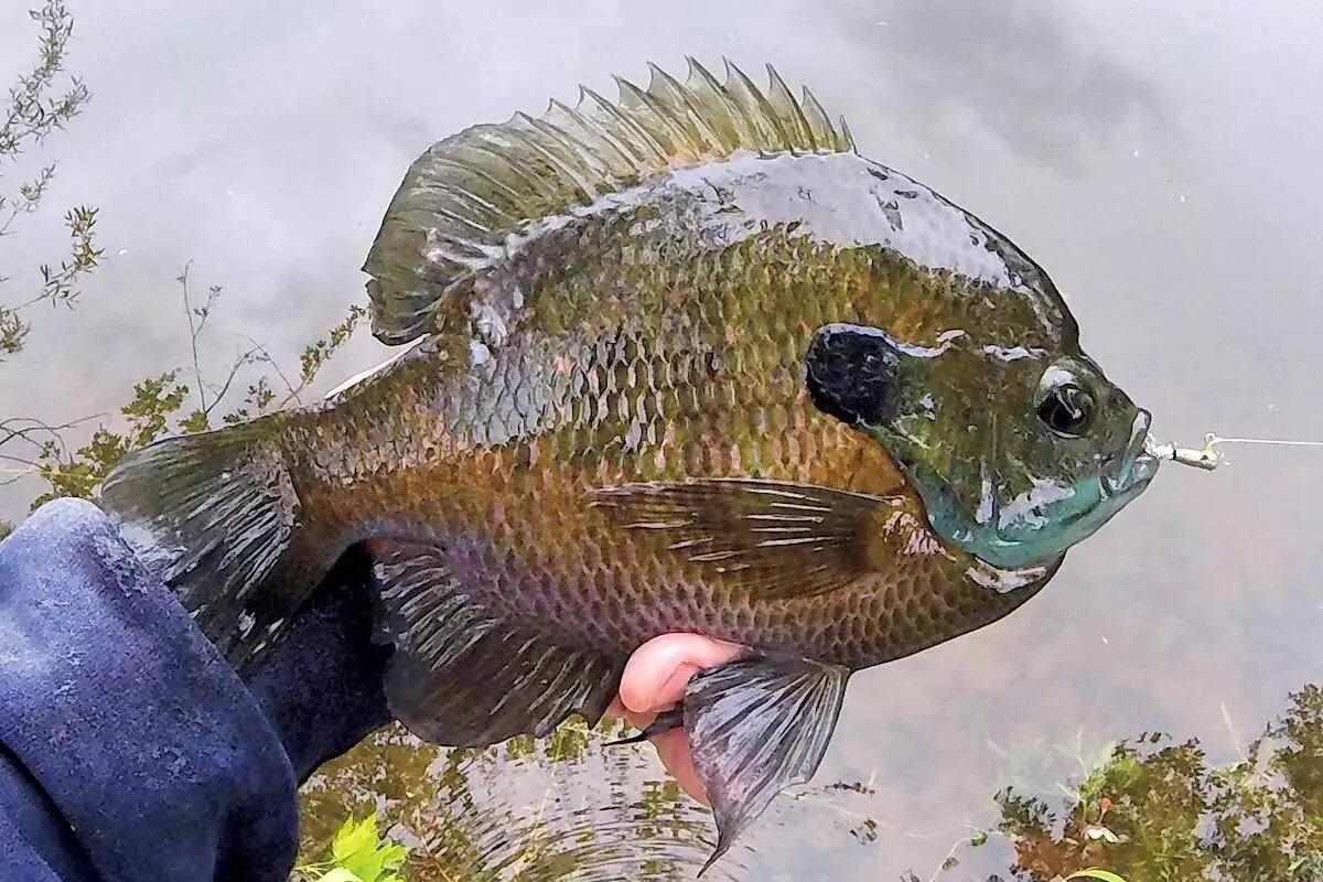 The Unknown Brother of the Bluegill — Panfish On The Fly
