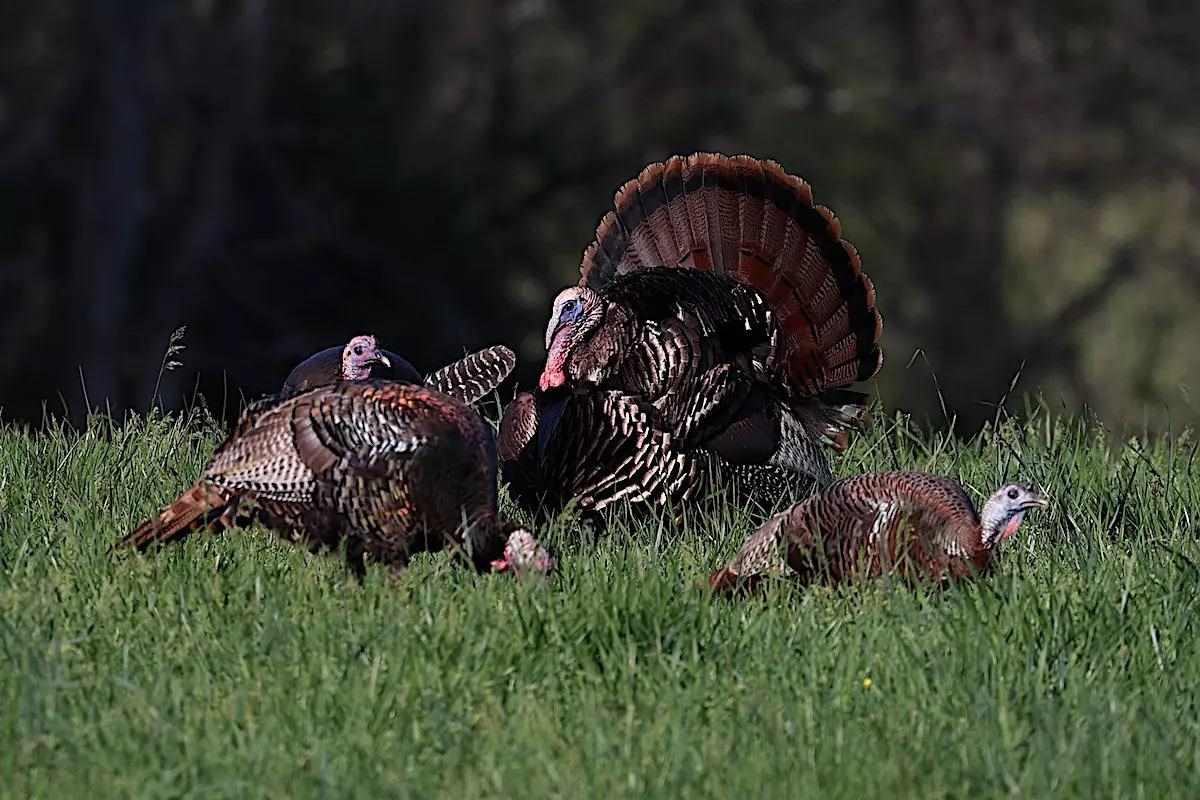 Top 20 U.S. Counties for Turkey Hunting