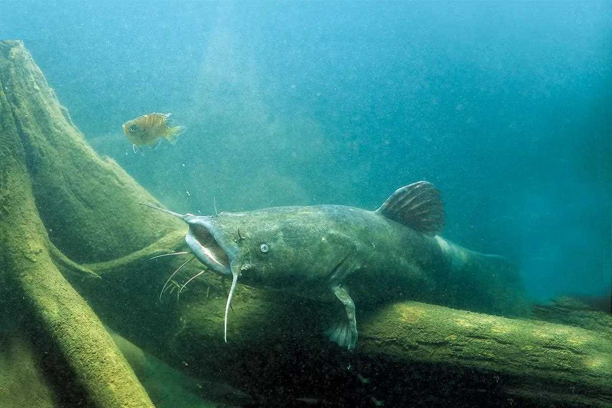 Bits & Pieces: Catfish Diets, Walleye Escapement, and Traveling Trout