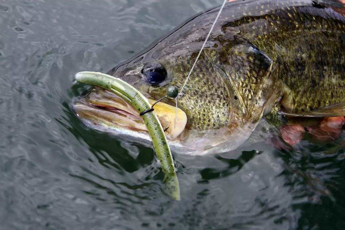 A largemouth bass held half in the water with a plastic worm in its mouth.