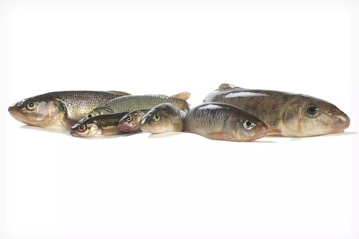 A selection of different baitfish displayed on a white background.