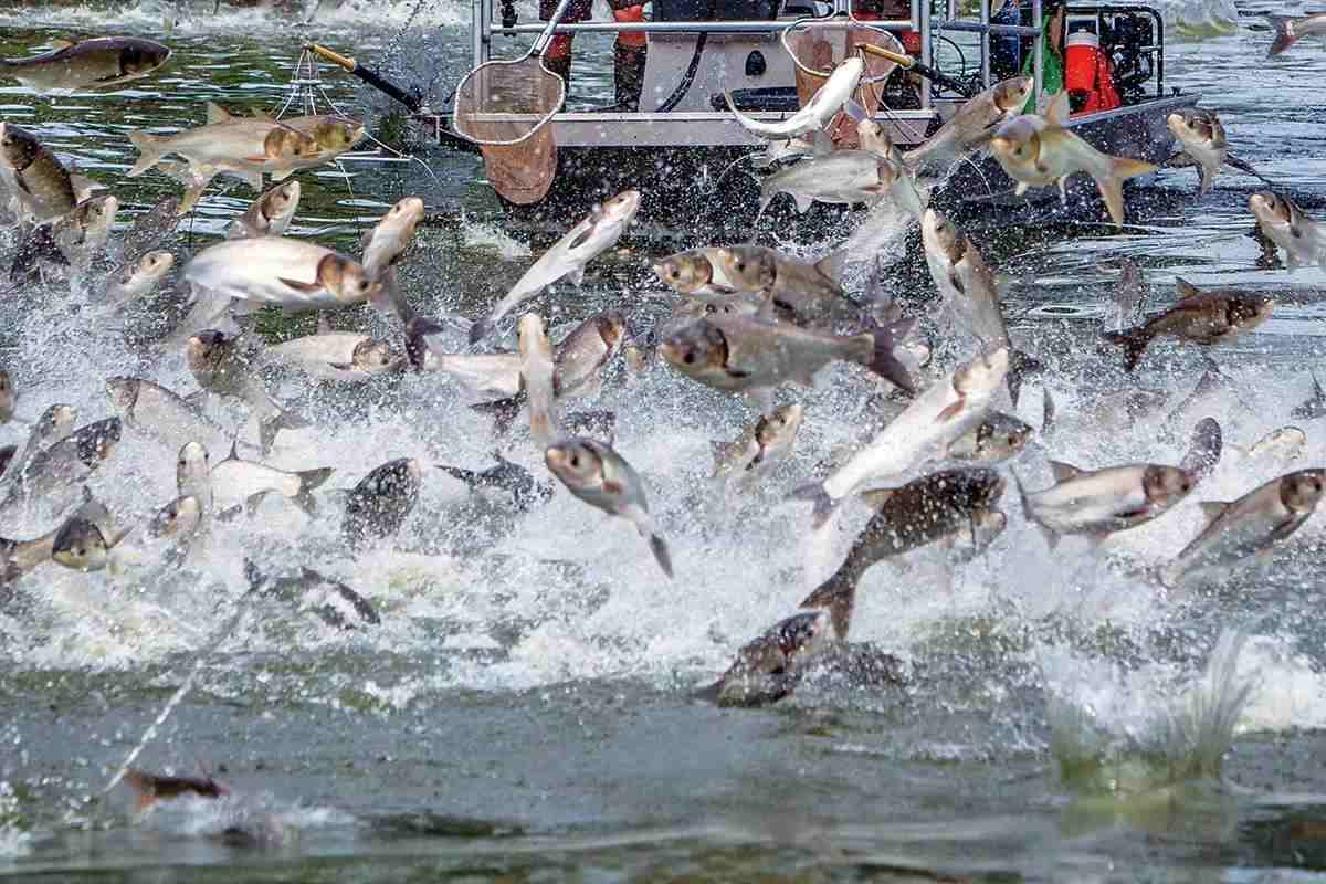 Asian Carp, North with Doc, and Fish Shrinkage - In-Fisherman