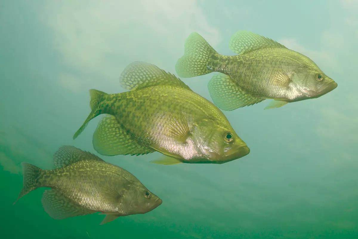 Bits & Pieces: Live-Imaging Versus Crappies, Economics, and a Giant Sunfish