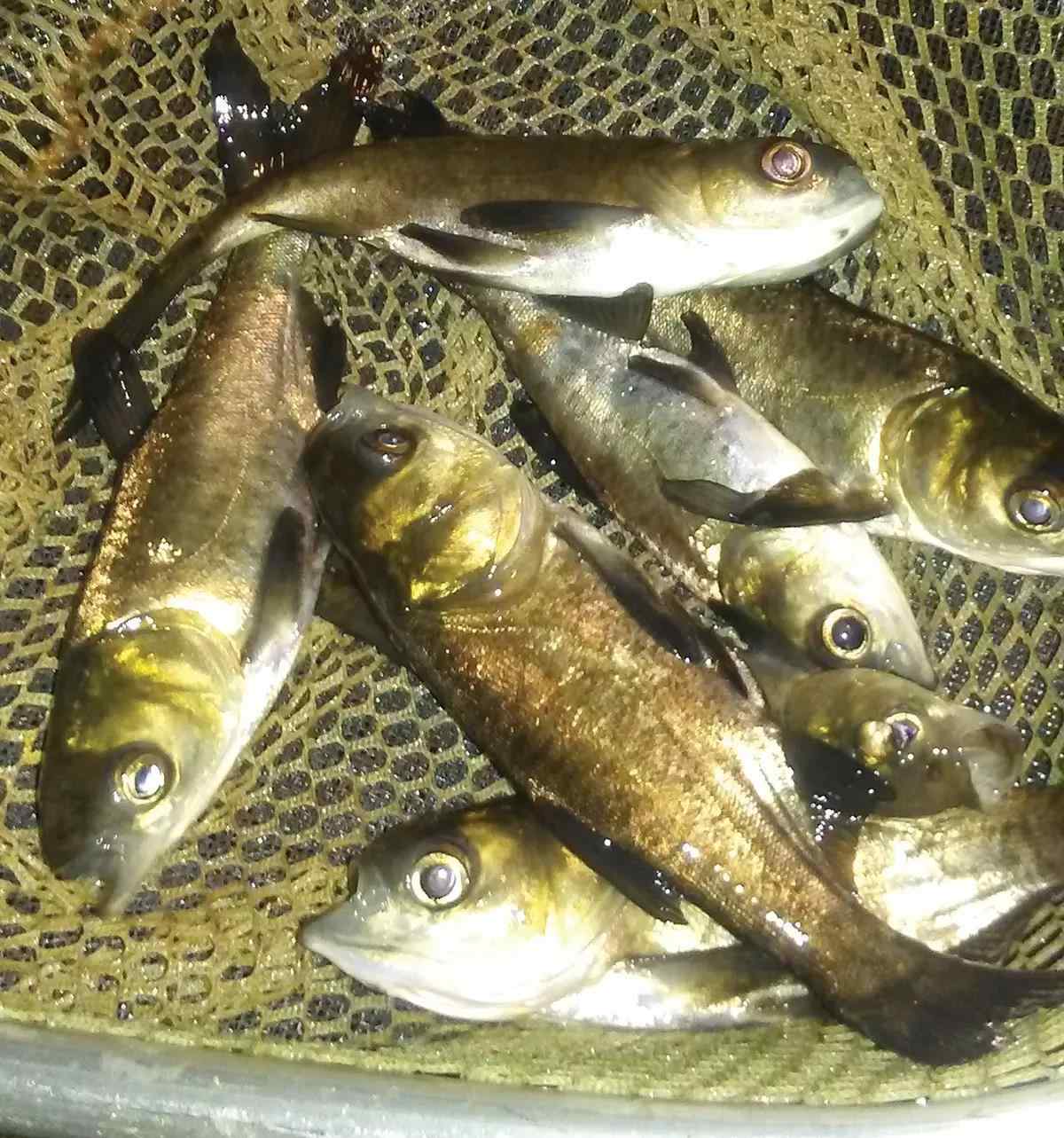 A pile of small bignose carp in a net.
