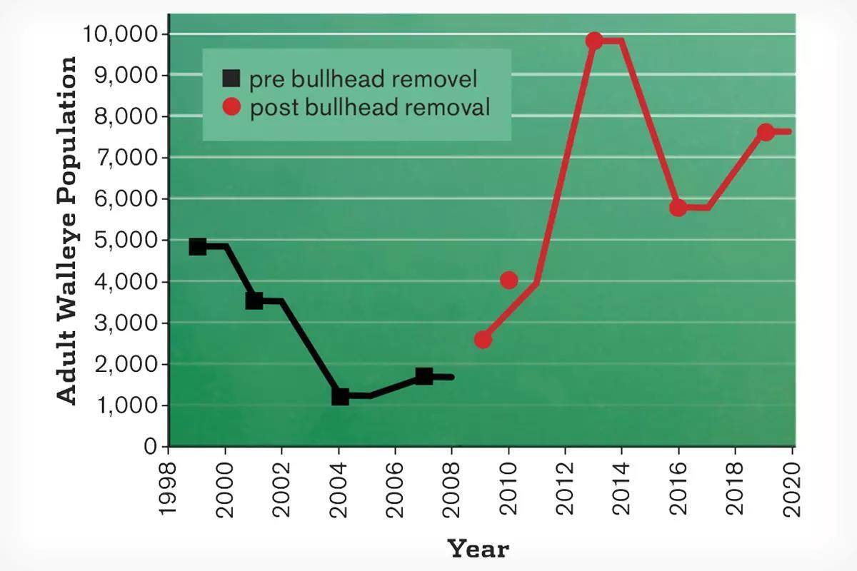 A graph showing walleye populations before and after bullhead removal in a given fishery.