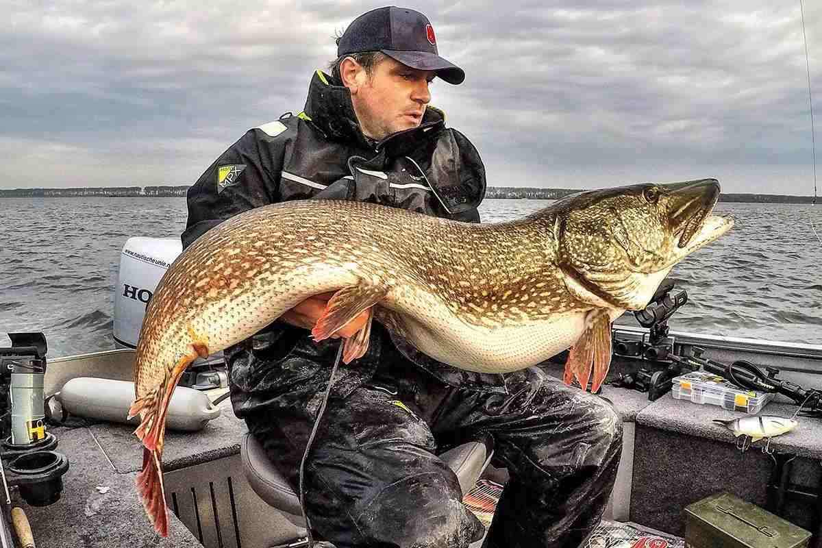 A huge northern pike in a man's lap, sitting in a boat on a lake.