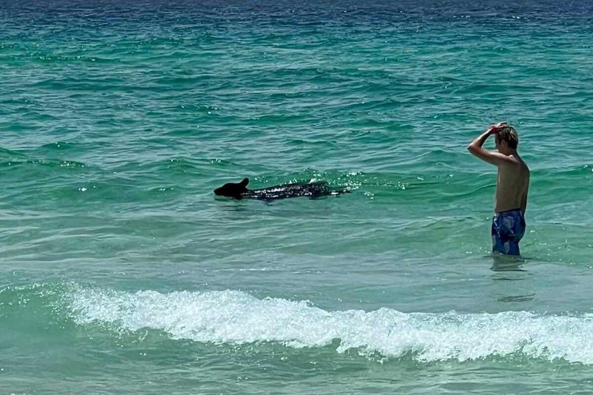 Florida Black Bear Shocks Beachgoers in Destin: What You Need to Know About Black Bears