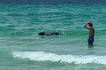 black bear cub swims in the ocean near man standing in the surf on a beach in Florida