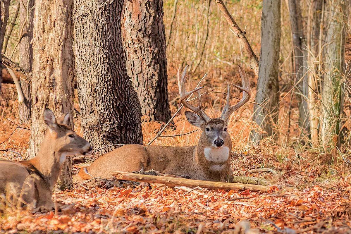 How To Find, Recognize And Hunt Buck Bedding Areas