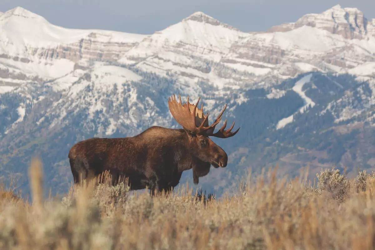 Rocky-Mountain Pursuits of Shiras Moose
