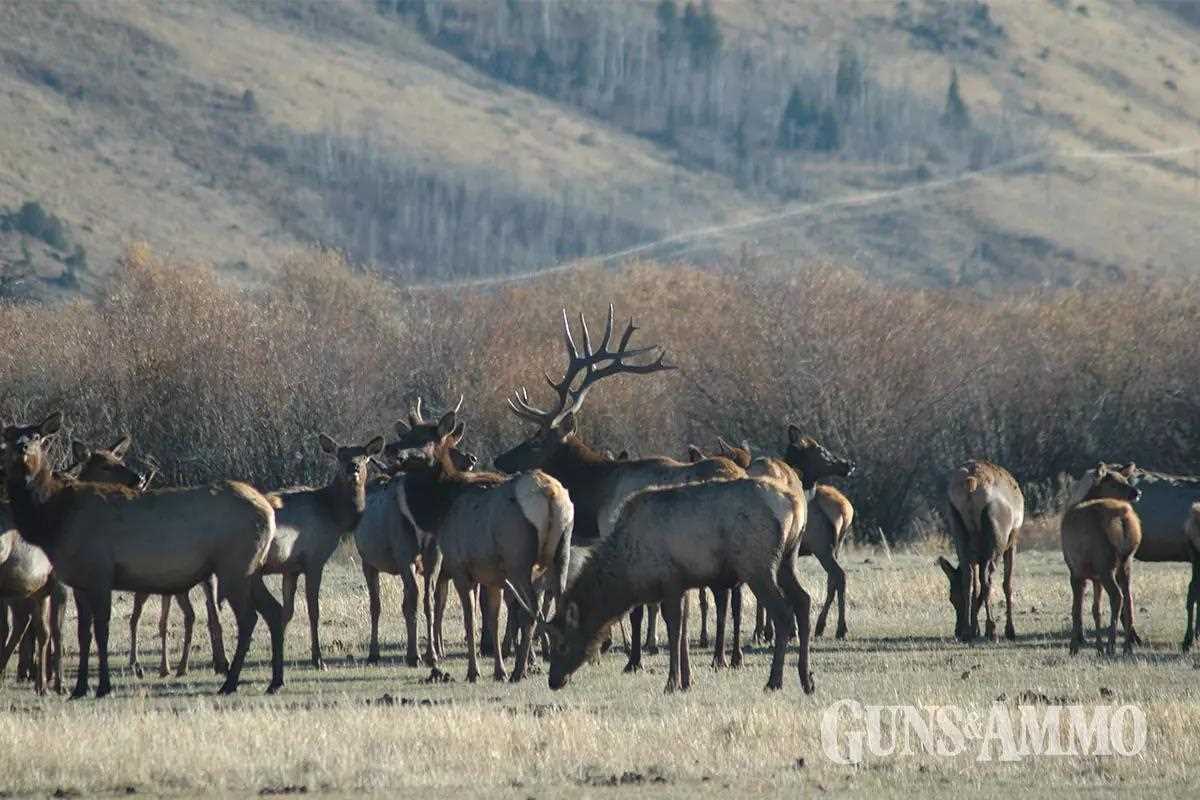 ga-bod-elk-cart-07-1200x800