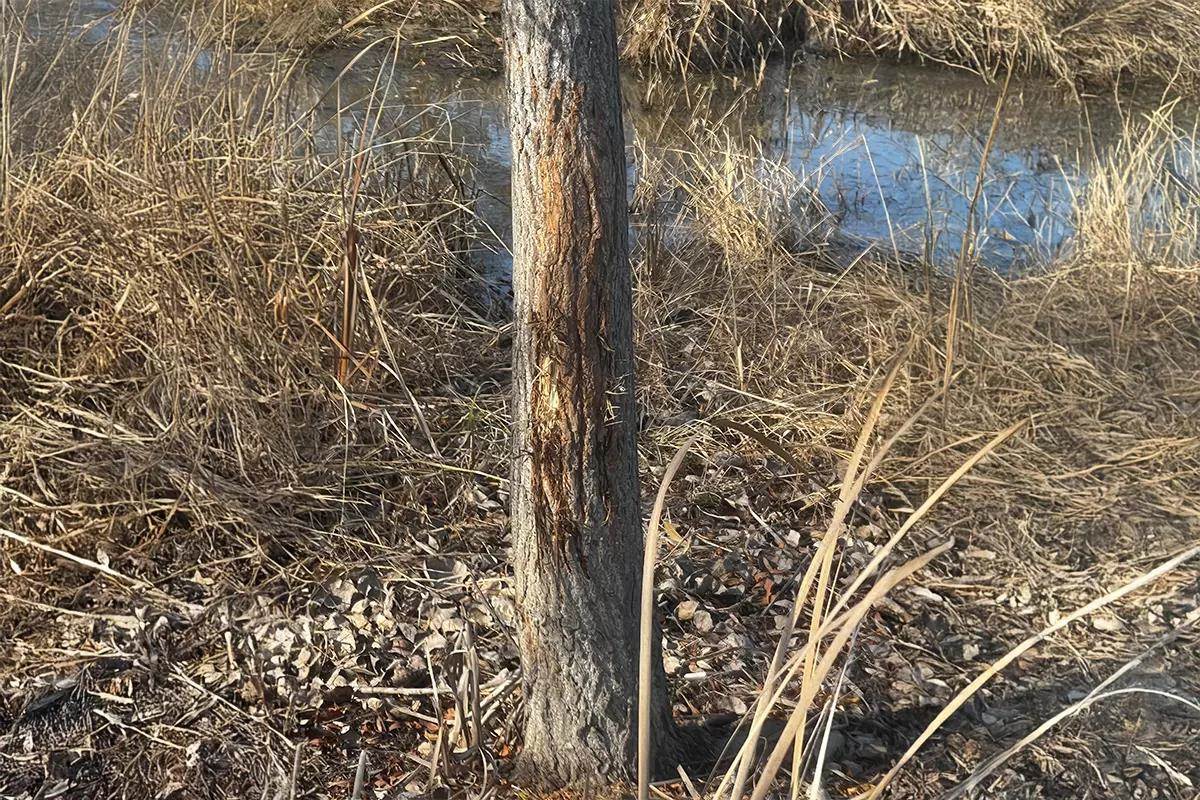 A tree next to a creek with a deer rub shows signs of deer activity. 