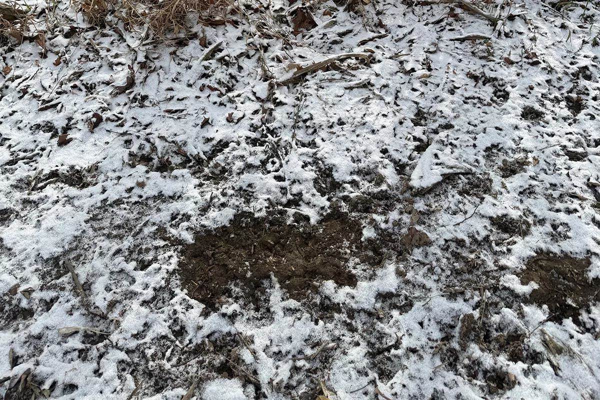 A deer scrape in snowy ground. 