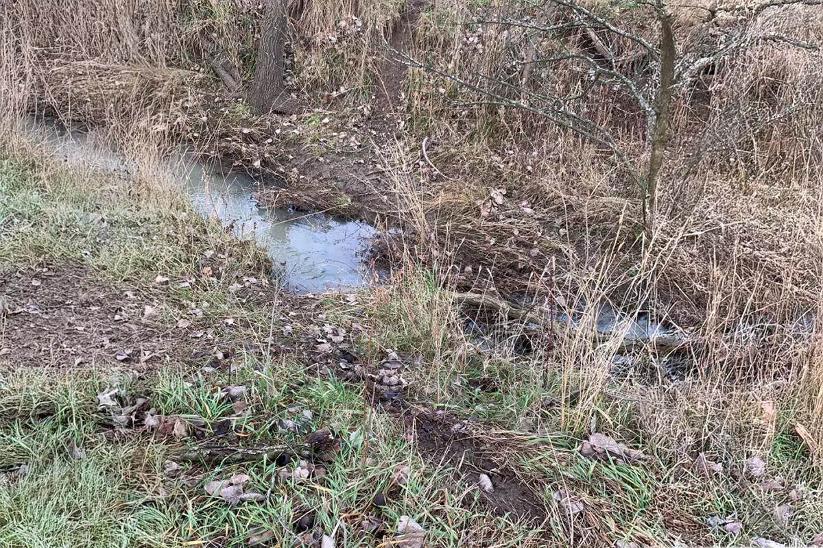 An image of a trail used by deer to cross a creek. 