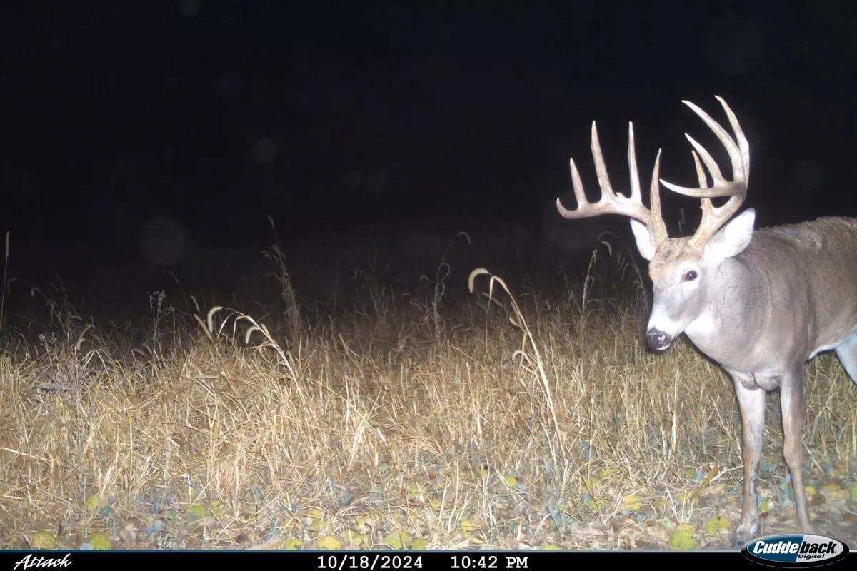 typical Nebraska whitetail on trail camera