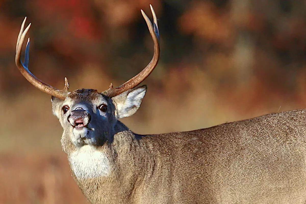 Dead Down Wind Whitetail Ambush Kit