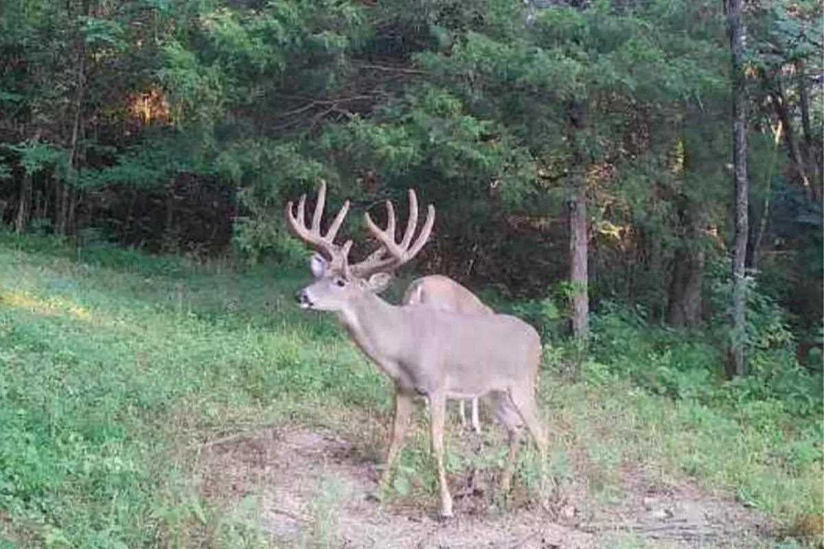 Buck on trail camera