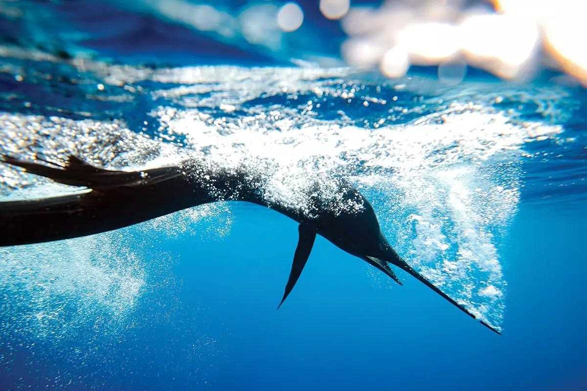 sailfish shaking head under water