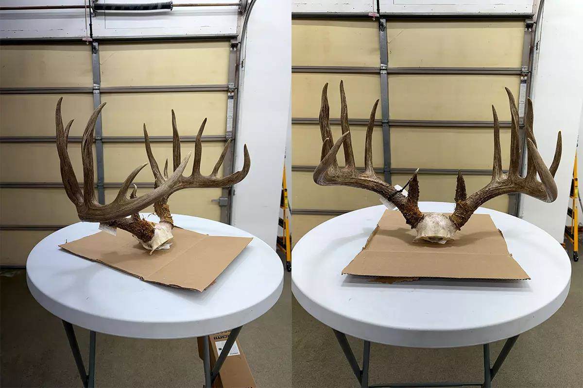 Two images of the deer rack in a table