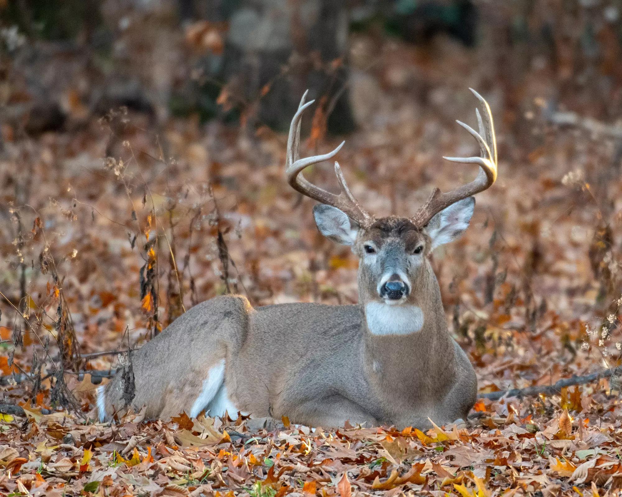 Ryan Sullivan Buck: 212-Inch Arkansas Bruiser - North American Whitetail