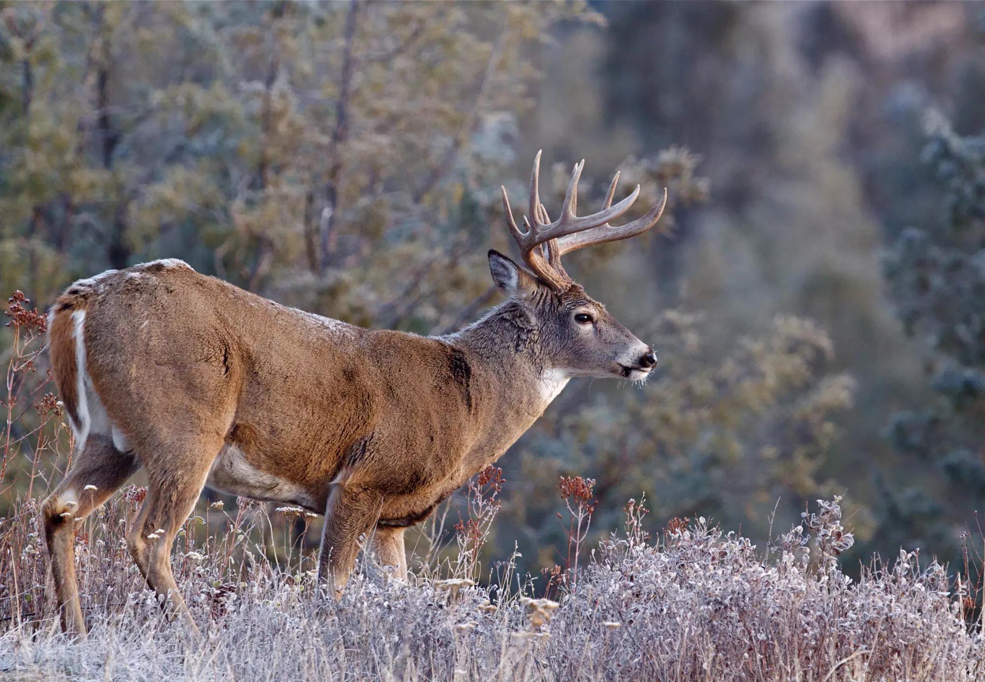 Found And Forgotten: Whitey Sovinski's Massachusetts Giganti - North  American Whitetail