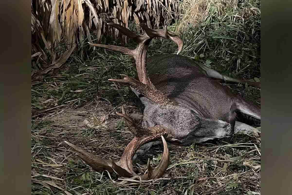 Buck laying in corn field