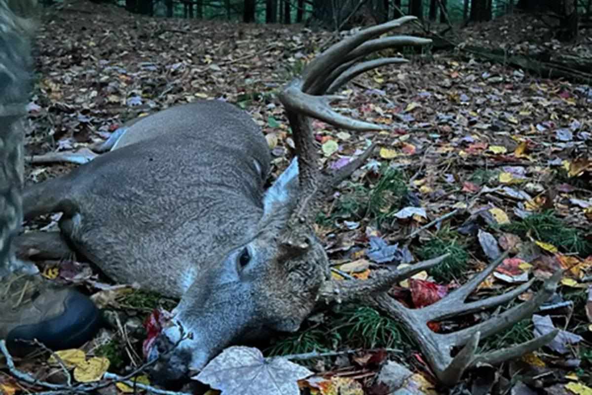 Buck down on the forest floor