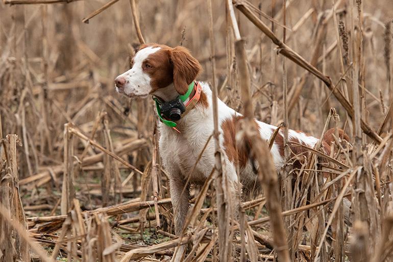 Brittany Hunting in a Field