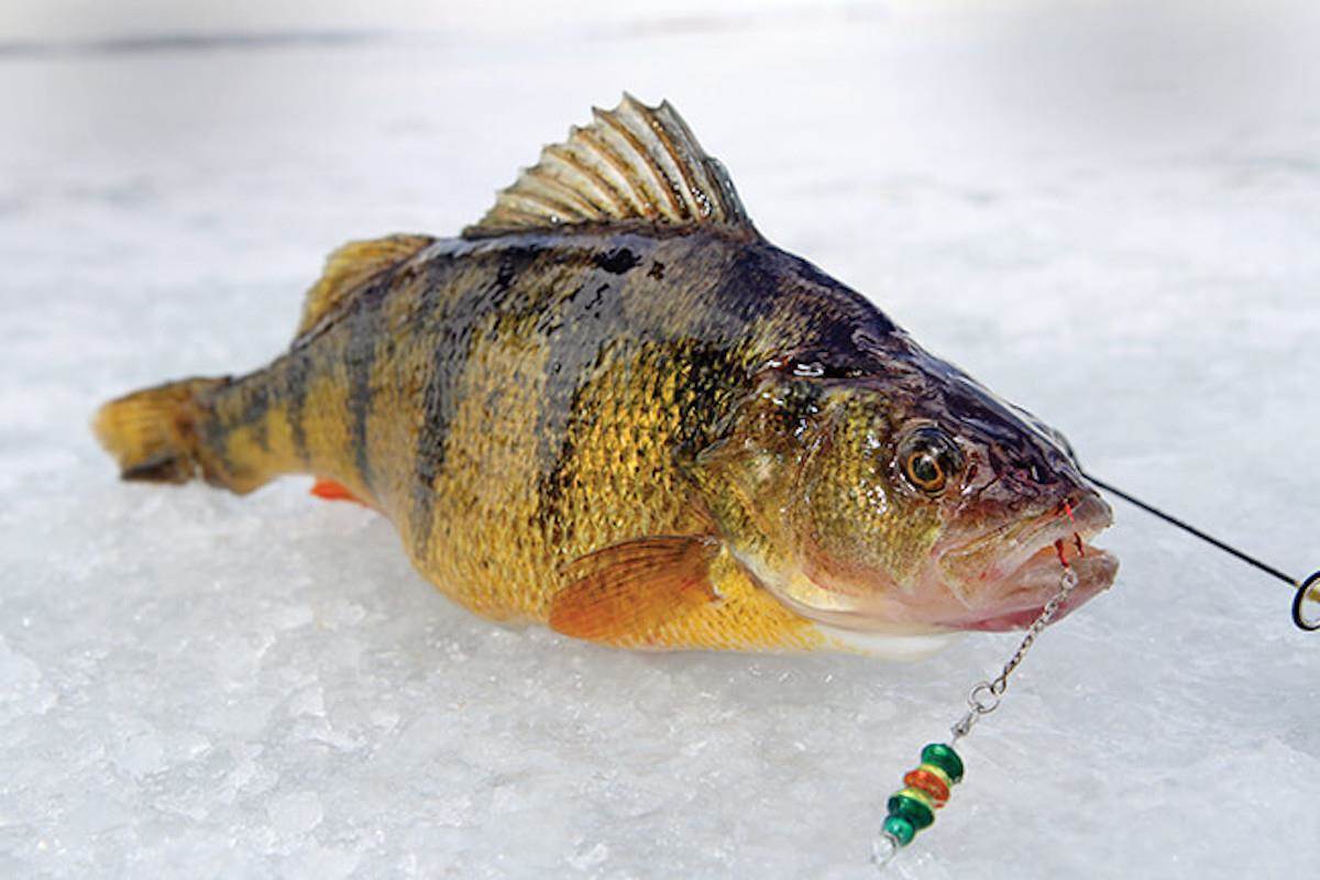 Lake Erie is the walleye capital of the world in winter, as well as summer  