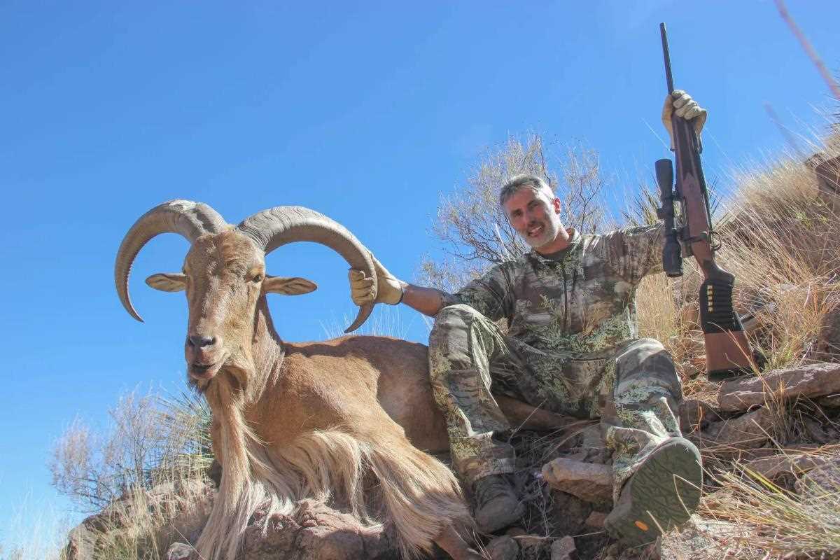 Mossberg Patriot and Aoudad