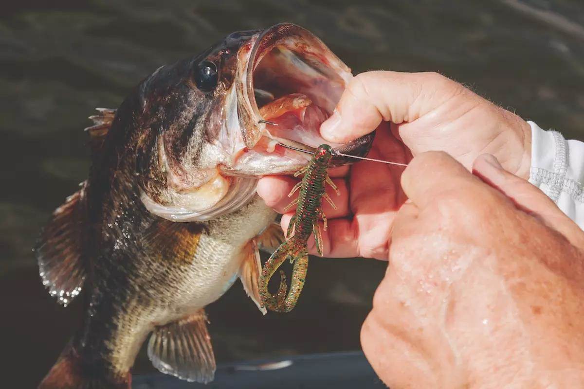 The Ol' Ball & Chain: Don't Overlook Carolina Rigs for Bass