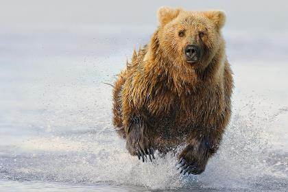 https://content.osgnetworks.tv/photopacks/carrying-bear-spray_476931/476932_bearcharge_thumbnail_420x280.jpg