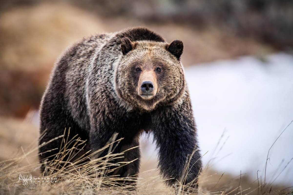 Yellowstone Terror: Latest On Woman Killed By Grizzly Bear