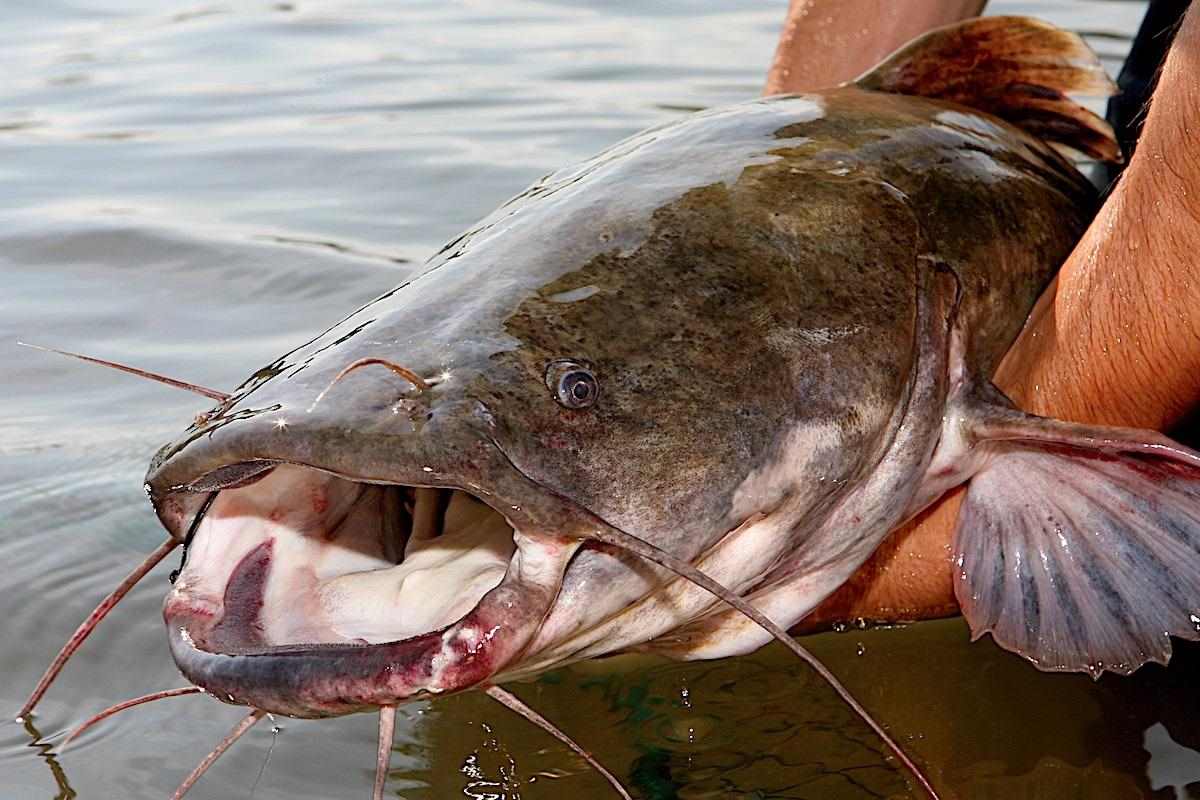 Bank on Big Catfish from the Shore