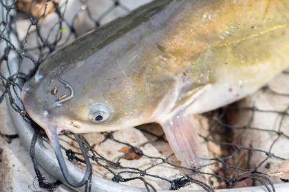 Notes @ Noon: Anglers net bulky, rare-colored catfish near Princeton Beach