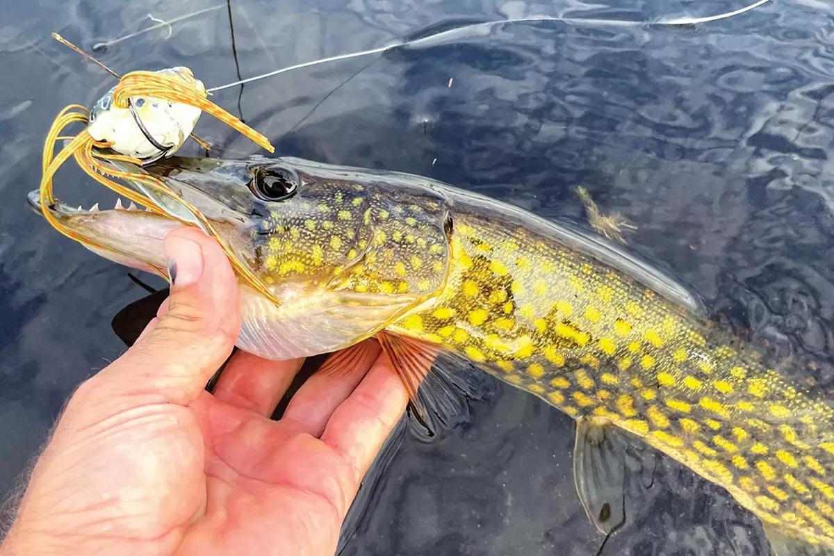 Maine Fishing for HUGE Largemouth Bass & Chain Pickerel 