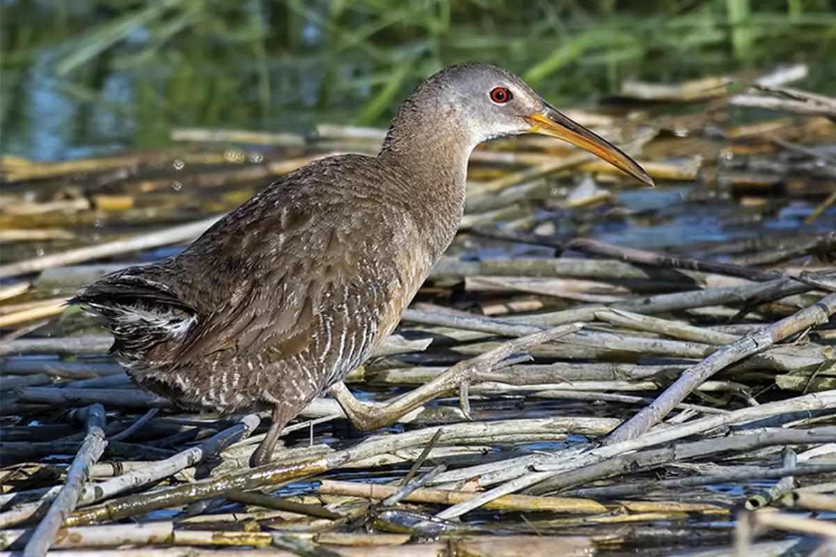 A rail walks on floating vegetation. 