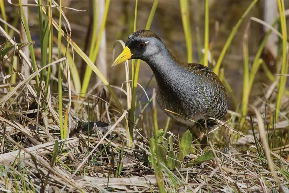A water bird steps out of water and onto dry land. 