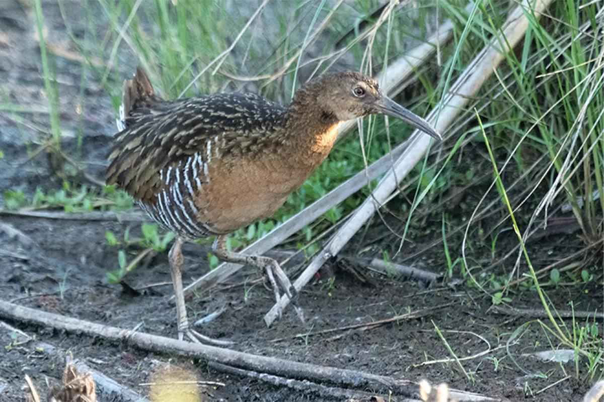 A king rail walks on dry land. 