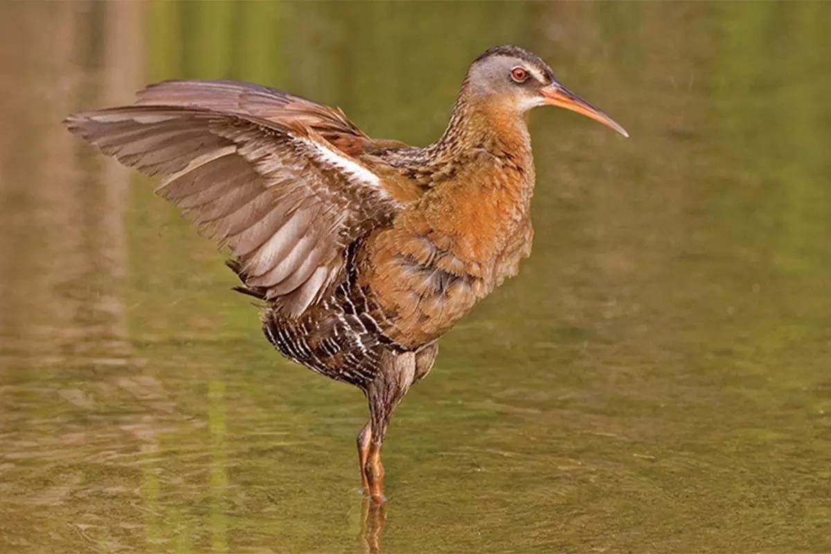 A Virginia rail flaps his wings while wading in shallow water. 