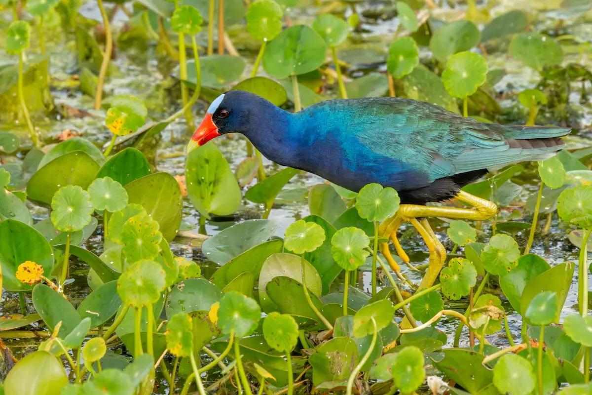 A shorebird walks on floating vegetation. 