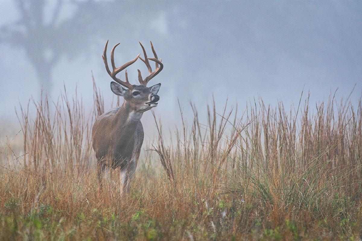 How to Hunt Target Bucks When They Disappear