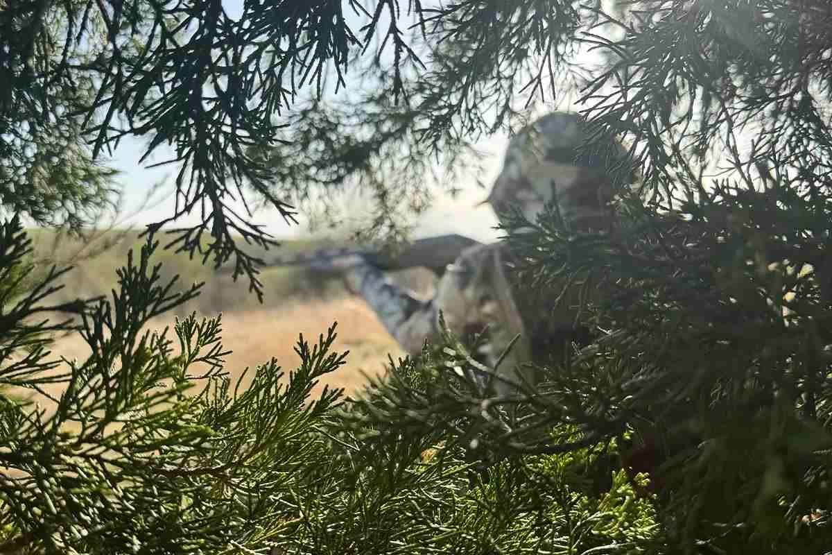 view of turkey hunter aiming shotgun through juniper tree